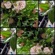Hoya carnosa vines x 1 Scented flowering climbing succulents Hardy Hanging Basket Flowers White/Pink Plants Shade Patio Balcony Verandah